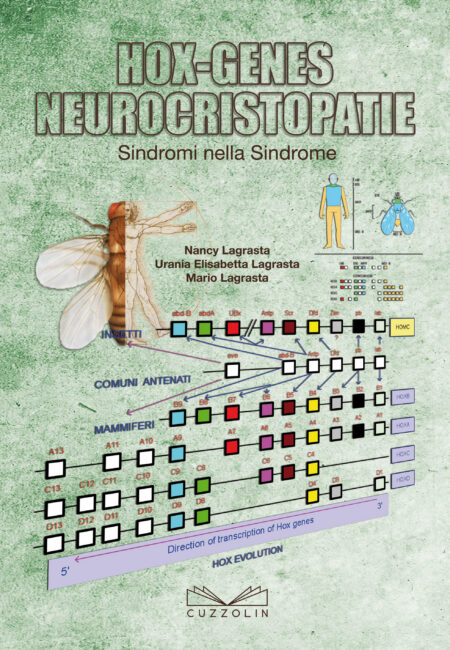 Hox-Genes Neurocristopatie